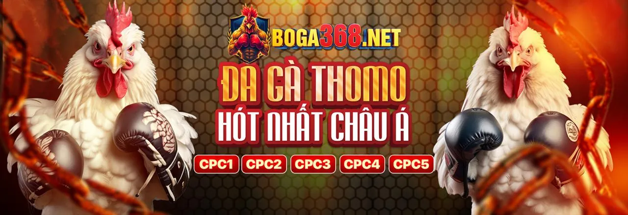 Hình ảnh tổng quan về nền tảng đá gà Thomo trực tiếp
